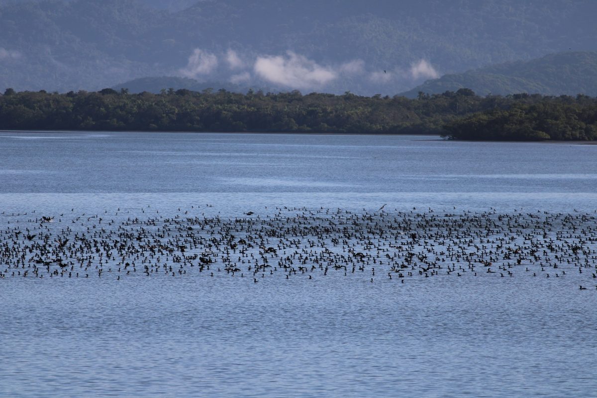 Colony, counted twice
